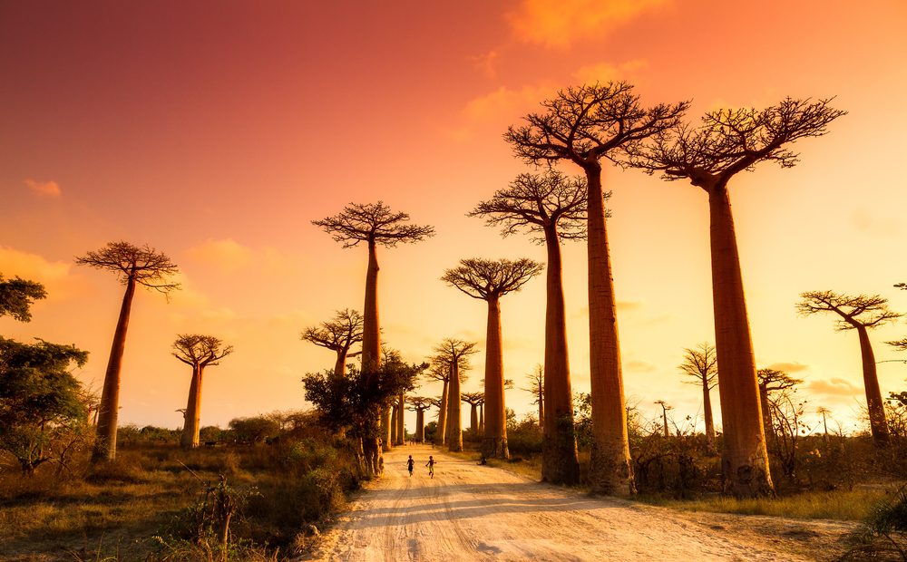 The Most Fascinating Trees in the World!
