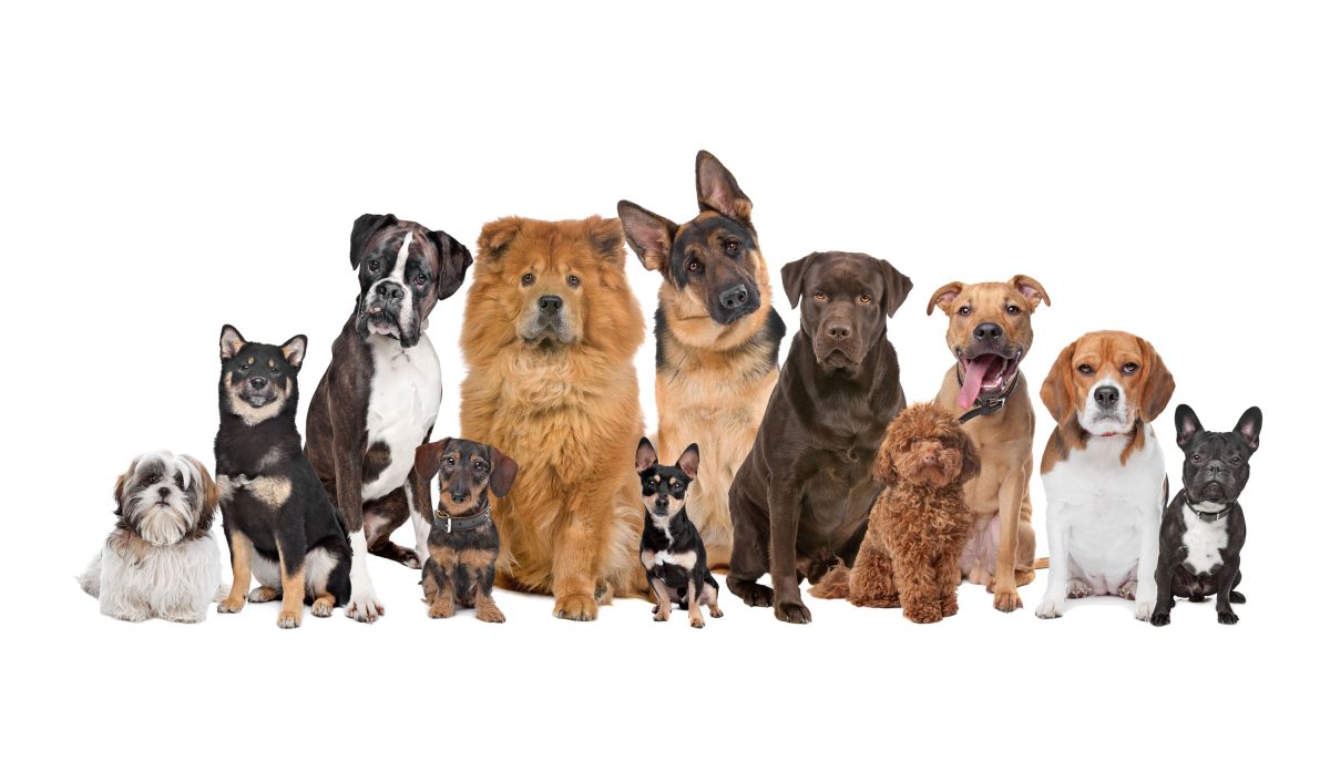 Most bought dog shops breed