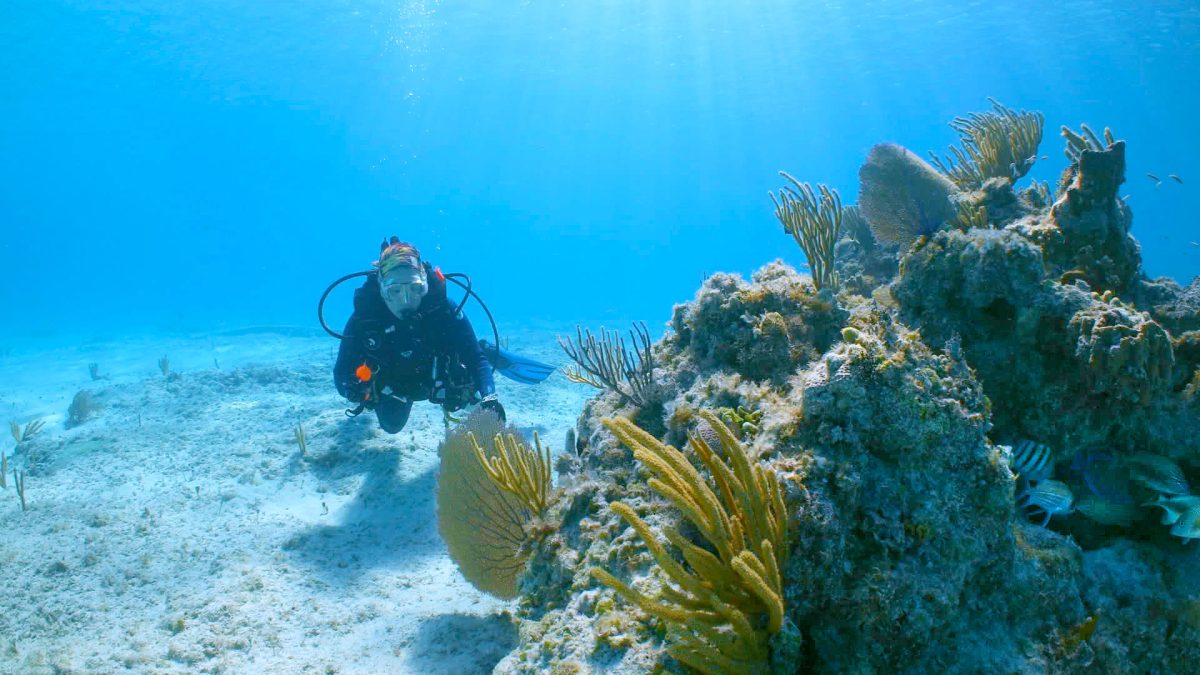 scuba diver looking at coral