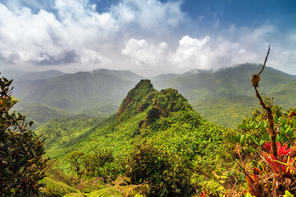 El Yunque national forest