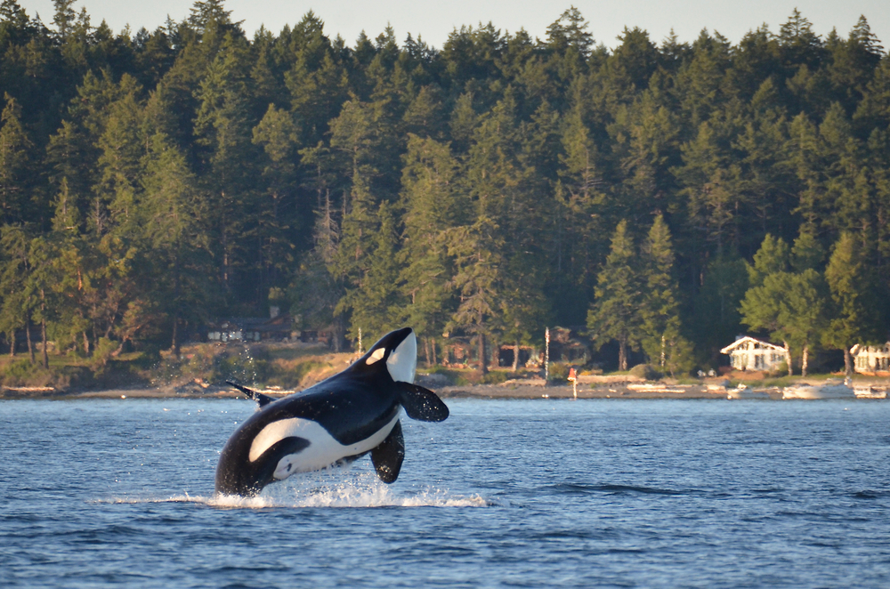 San Juan islands orca 