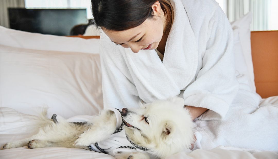 Four Pet-Friendly Hotels Offering Exciting Deals