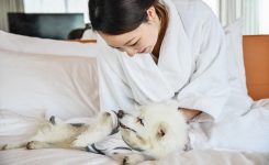 Four Pet-Friendly Hotels Offering Exciting Deals