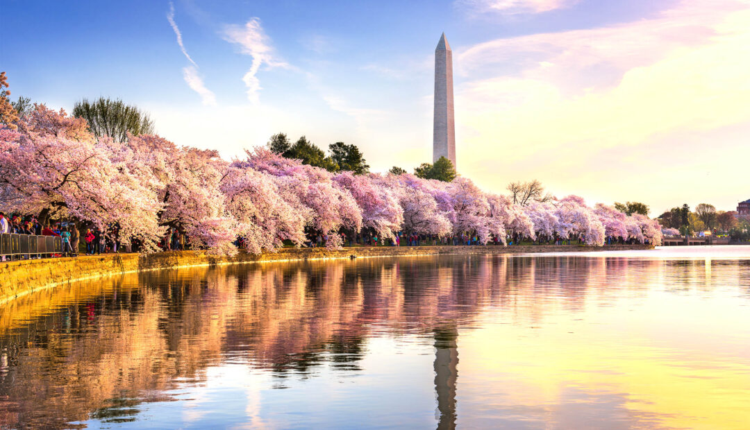 Where To See Cherry Blossoms In The U.S.A.