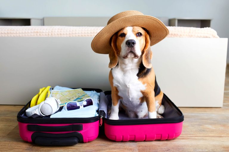 Airlines With The Most Pet-Friendly Policies